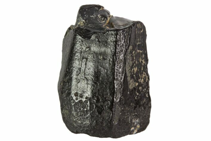 Partial Mosasaur Tooth - North Sulfur River, Texas #104360